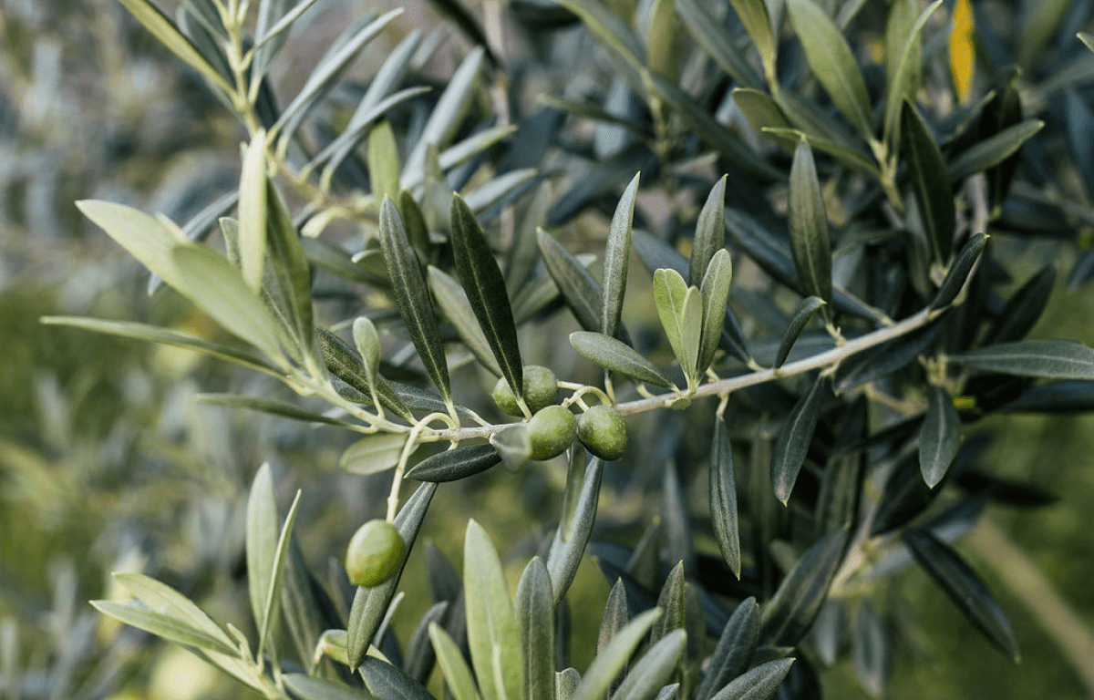 Plant Profile: Olive Tree – The Balcony Garden