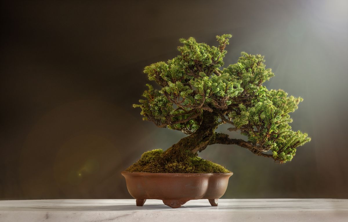 The Beginner's Guide to Bonsai – The Balcony Garden