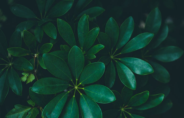 Plant Profile: Schefflera - Umbrella Tree