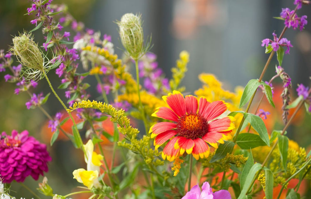 Summer Flowers You Should Grow in an Australian Garden