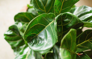 Plant Profile: Fiddle Leaf Figs | Ficus lyrata – The Balcony Garden
