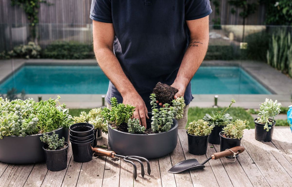 Your Step-by-Step Guide: How to Make a Succulent Bowl