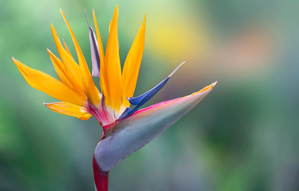 Caring for a Bird of Paradise