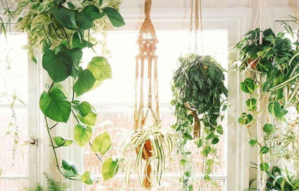 Best Indoor Hanging Plants