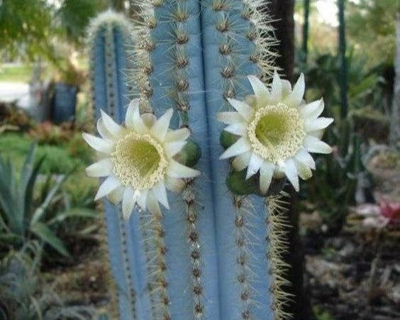 Caring for the Blue Torch Cactus