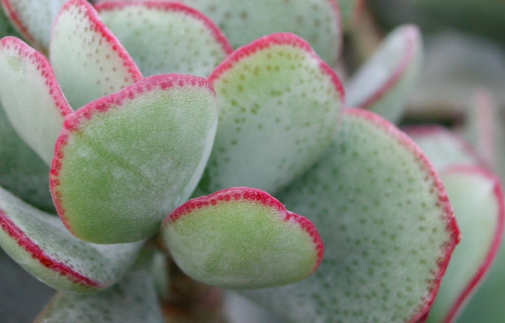 Caring for Your Crassula' Blue Bird'