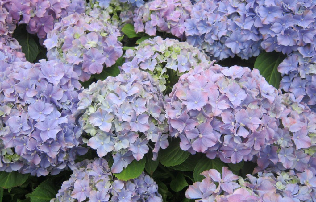 The Ultimate Guide to Hydrangea Care