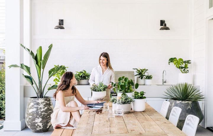 Placing indoor potted plants outside for fresh air.