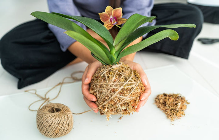 Wrapping a Kokedama plant with twine.