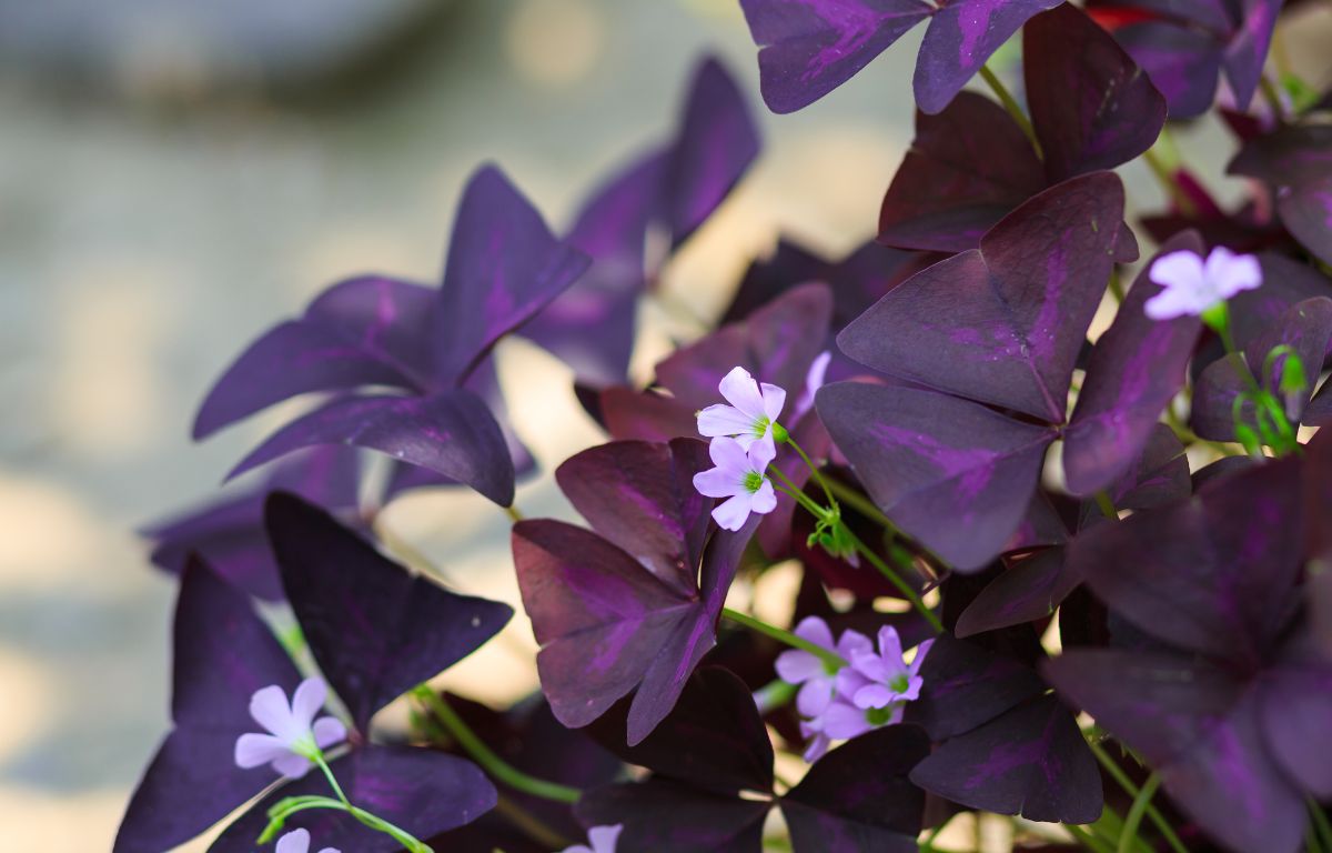 Plant Profile: Oxalis Triangularis or False Shamrock – The Balcony Garden