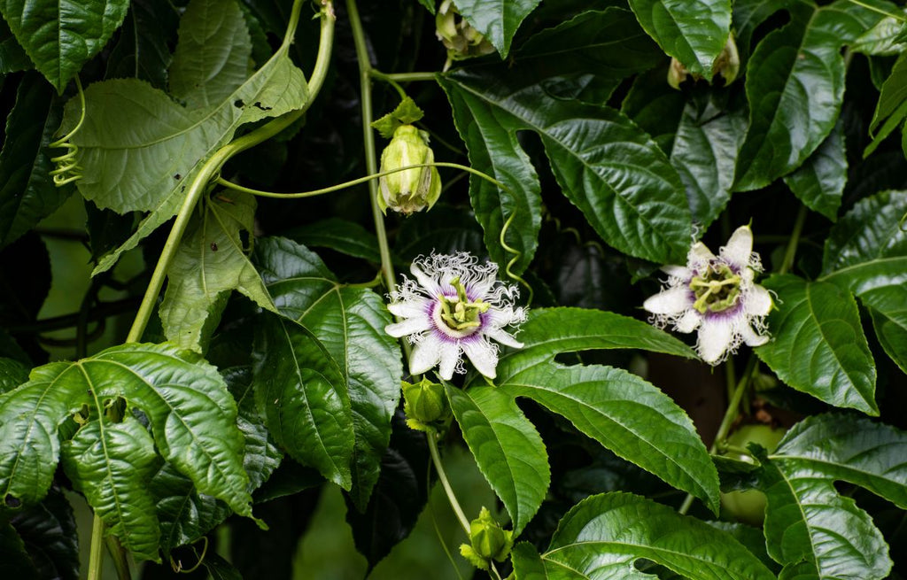 Fast-Growing Climbing Plants in Australia