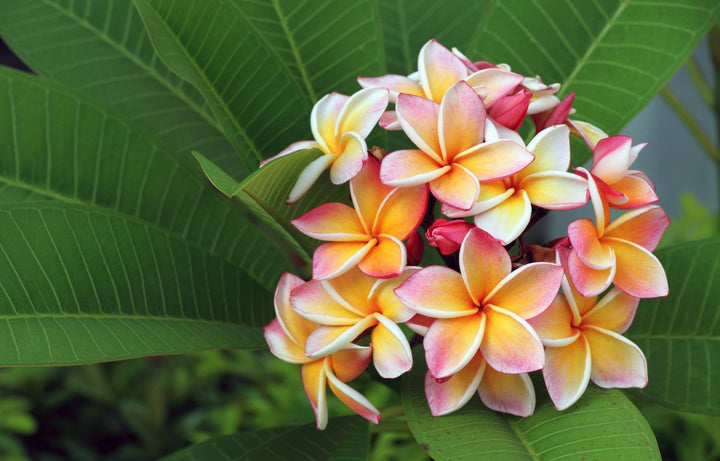 8 Plants That Make Your Garden a Tropical Paradise