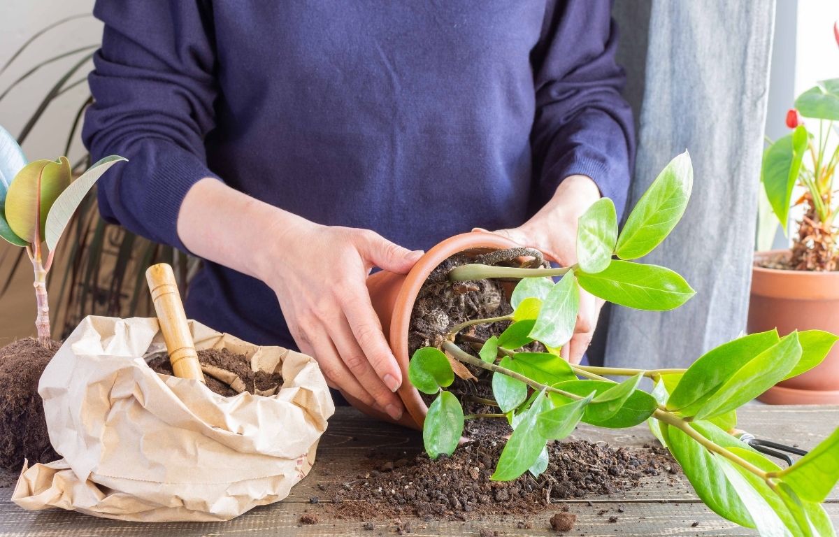 How Can I Remove My Root-bound Plant Without Damaging It? – The Balcony ...