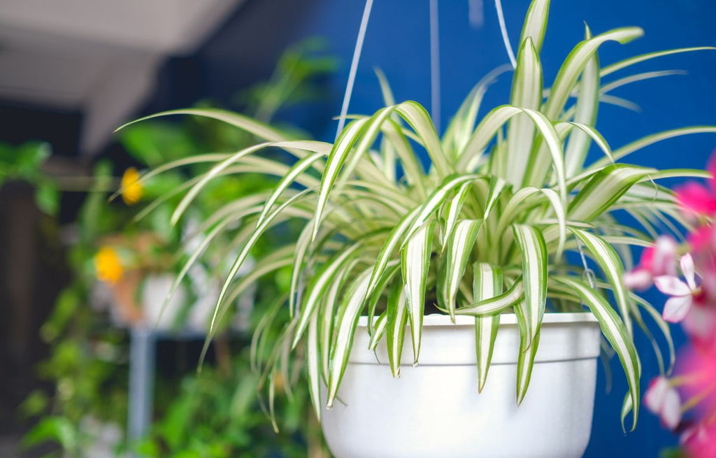 How to Care for Your Spider Plant