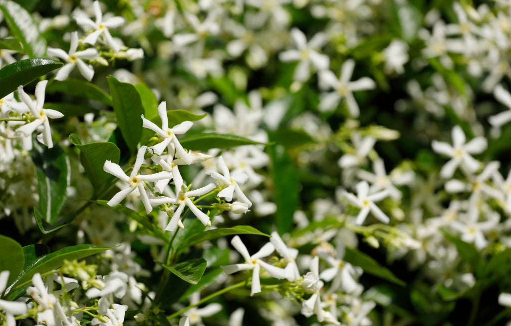 Caring for Star Jasmine