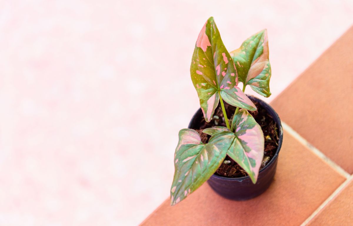 Plant Profile: Syngonium – The Balcony Garden