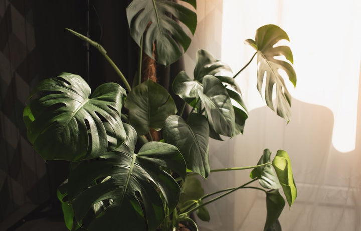 Winter Proofing Your Monstera Deliciosa