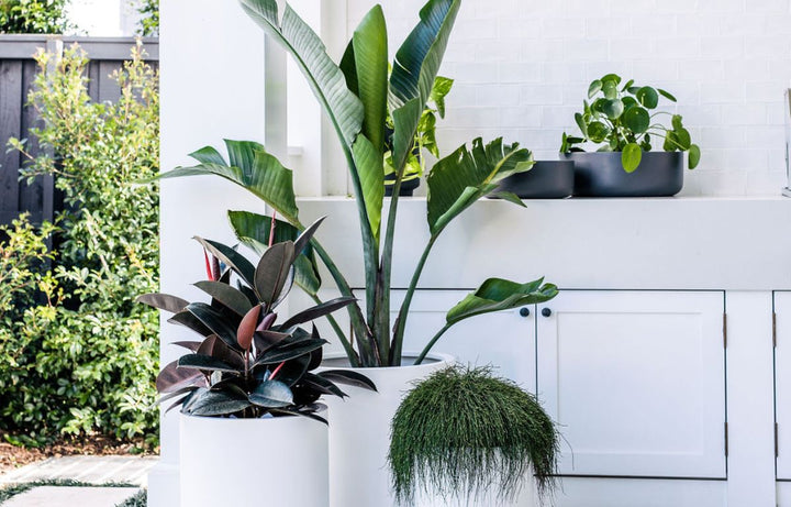 Plant Sizes 101: A Guide To Choosing Small, Medium and Large Plants