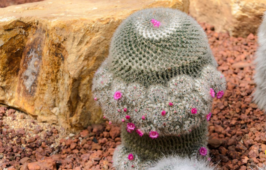 Plant Profile: Pin Cushion Cactus Mammillaria