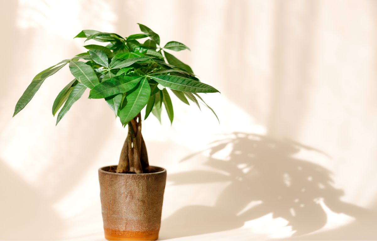 Plant Profile: Money Tree or Guiana Chestnut – The Balcony Garden