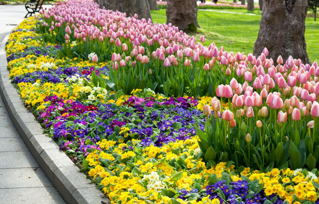 Top Spring Flowers