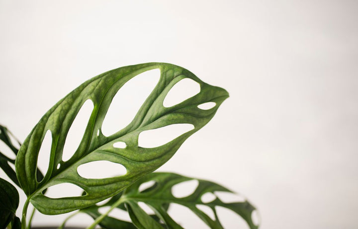 Plant Profile: Monstera Obliqua