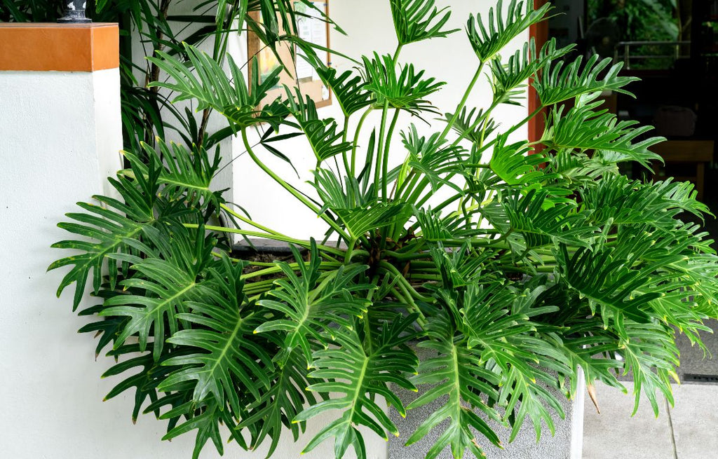 Plant Profile: Philodendron Xanadu