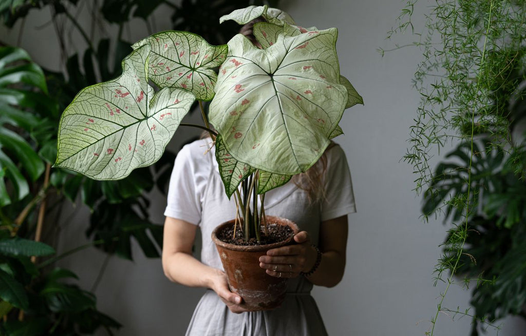 What Is This Houseplant?: Time To Test Your Houseplant Knowledge!