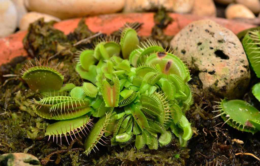 A Guide To Caring For Carnivorous Plants