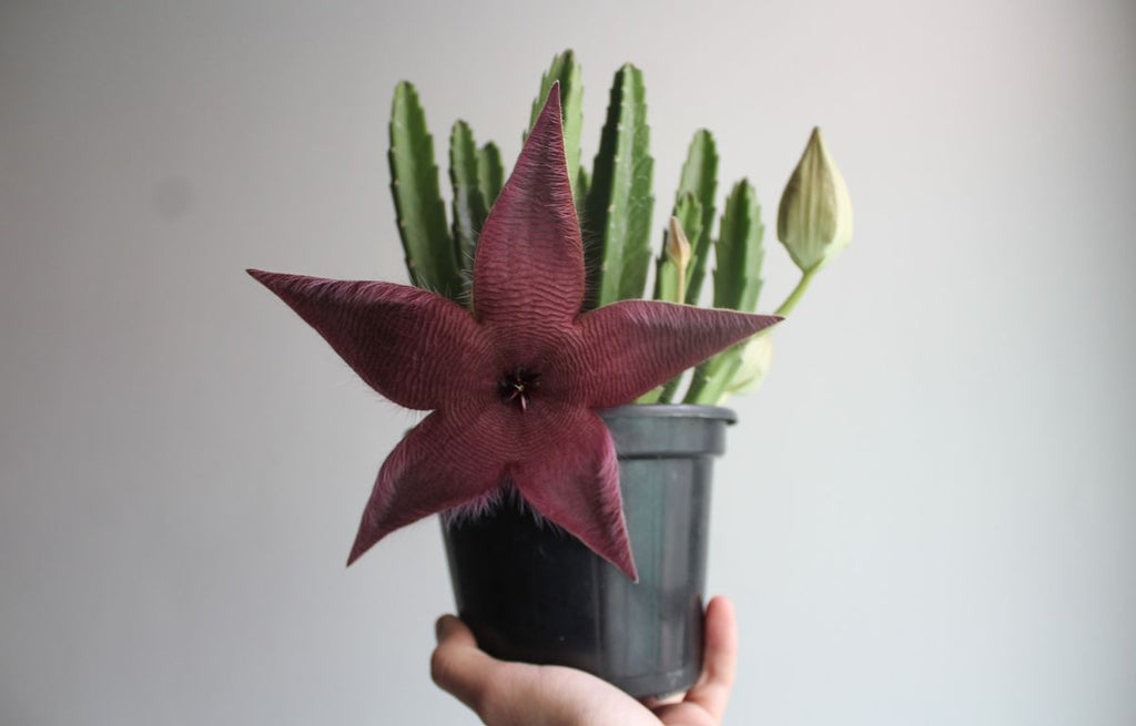 10 Strange-Looking Houseplants Every Collector Needs