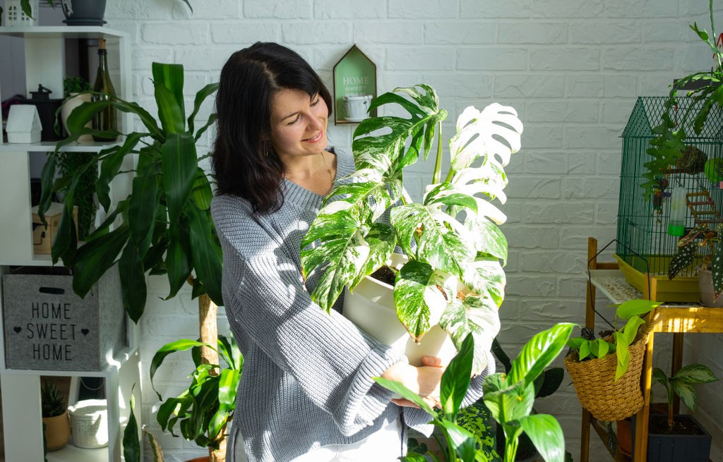 20 Things You May Not Know About Your Indoor Plants: Part 2