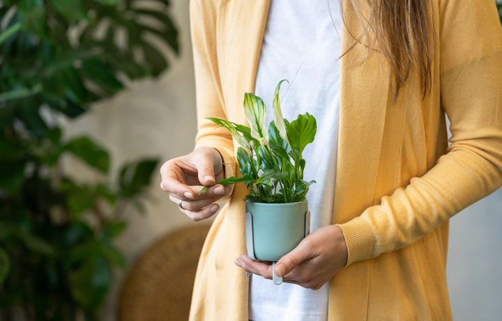 Acclimatising Your Houseplants