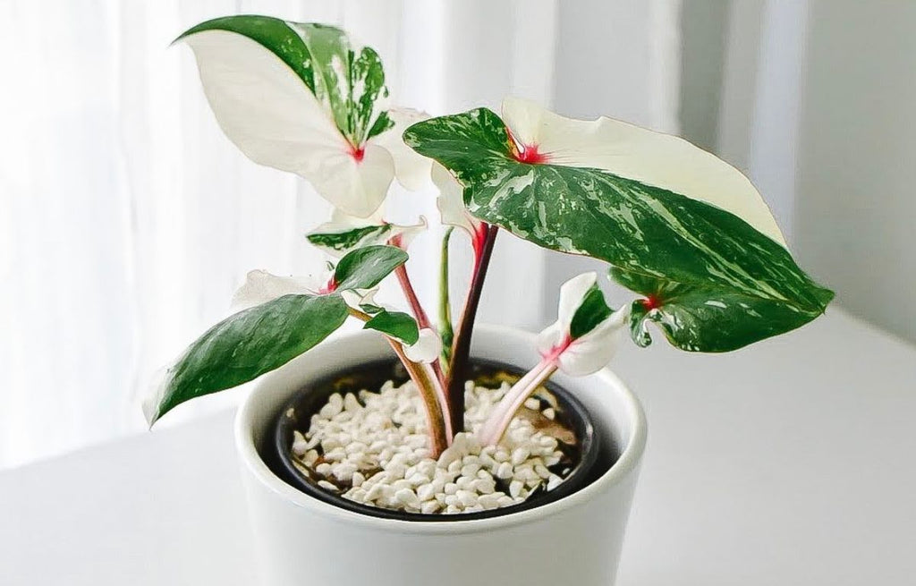 Caladiums: A Colourful Addition to Your Indoor Plant Collection