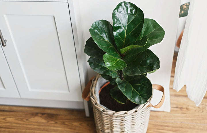 Fiddle Leaf Fig Focus: Autumn and Winter Survival Guide