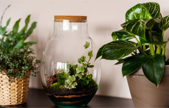 Closed Terrarium clustered with indoor plants.