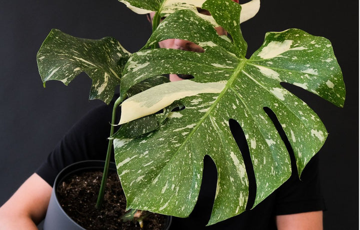 Thai Constellation Monstera with other indoor green plants.