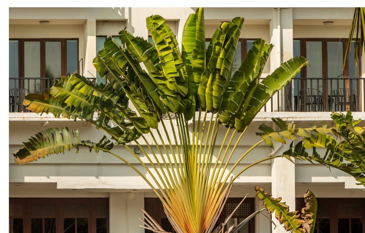 Travellers palm online