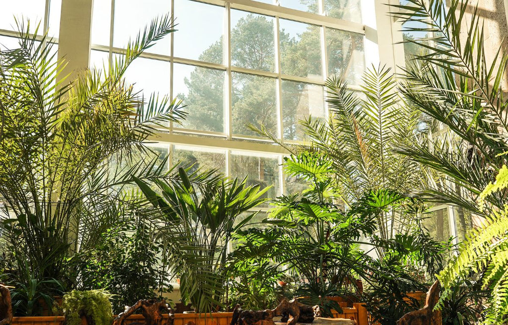 6 Indoor Trees to Take Your Home to the Next Level