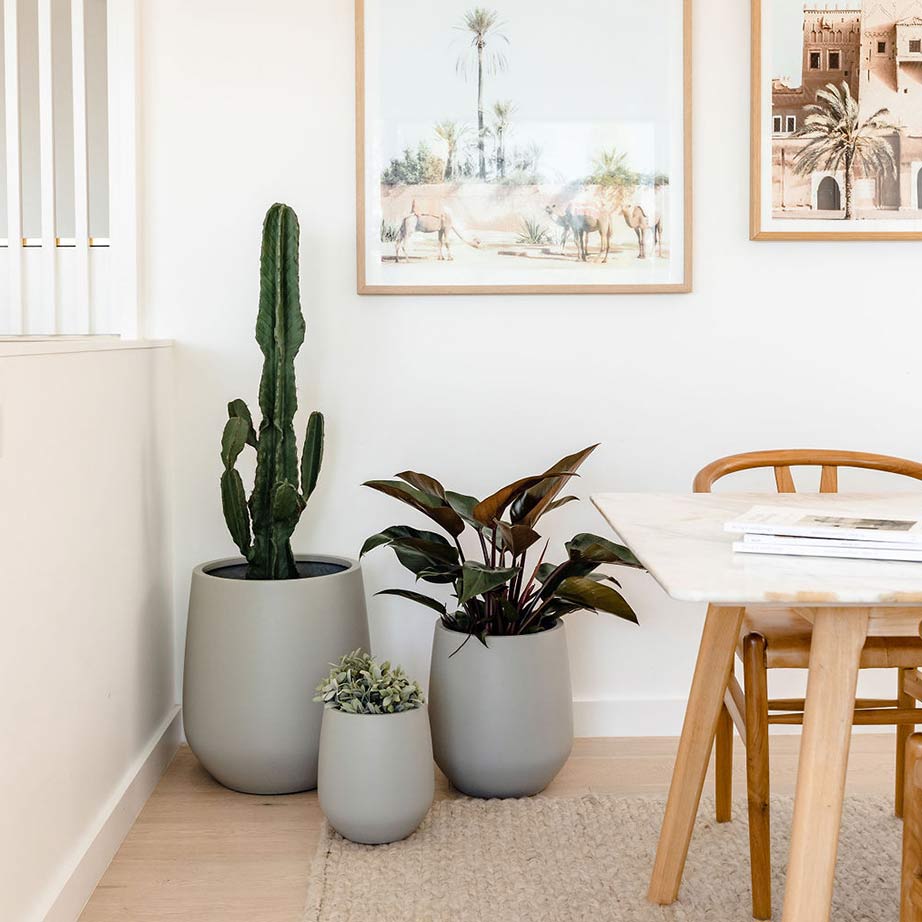 Grey designer indoor pots clustered in a corner of a simplistic Moroccan-inspired and light brown timber dining room.